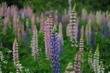 Purple, tall, flowers blooming on a green field