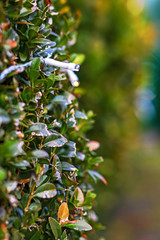 Christmas Lights on bush