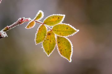 frozen branches and leaves in winter wonderland