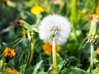 Dandelion in the foreground with a soft blurry green background. Closeup of dandelion flower with white seeds. Concept of light wight and ecology. Spring and nature concept.