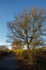 Deserted lane in the Sussex countryside in autumn