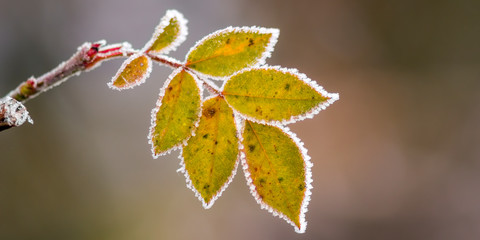 frozen branches and leaves in winter wonderland