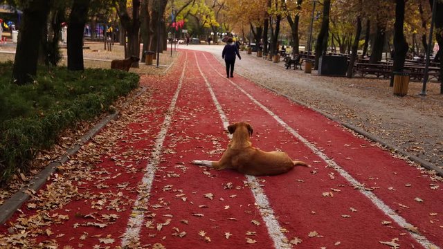 A brown dog lying on running track and another barking in background at sport stadium in autumn. 