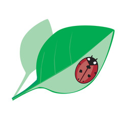 A Red lady-beetle and green leaf isolated on white background for spring or summer design, a flat vector stock illustration with insect or beetle