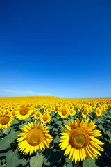 Rolgordijnen Plantation of sunflowers with a blue sky day © satur73