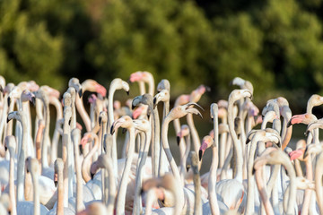 Flock of Flamingos in a Lake
