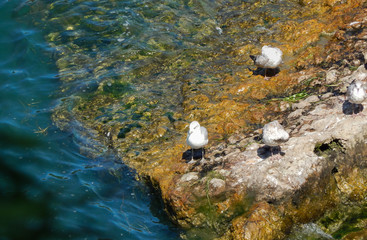 Group of gulls beside the niagara falls
