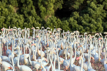 Flock of Flamingos in a Lake