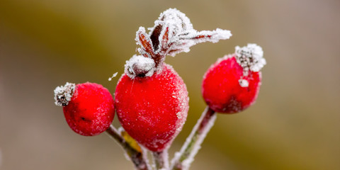 frozen branches and leaves in winter wonderland