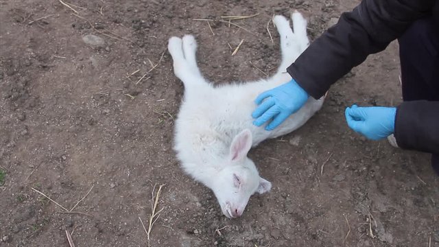 close-up little lamb dead on a dirt road with the hands of the vet touching it