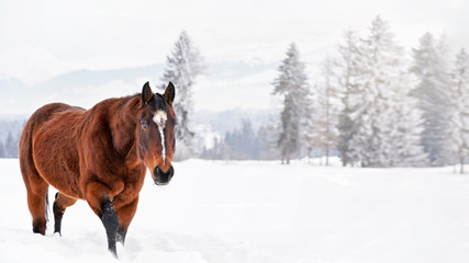 Dark brown horse wades on snow covered field, blurred trees in background, wide banner, space for text left on right side