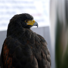 Poiana Messicana. Bellissimo esemplare di uccello rapace