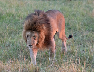 male lion walking in sunrise
