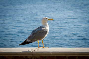 Fototapeta na wymiar Close-up Seagull standing Against the sea