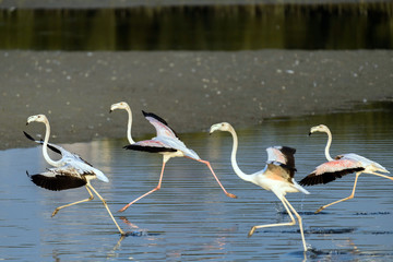 Flying Flamingos on a Lake