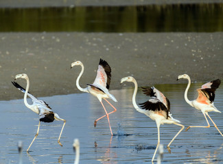 Obraz premium Flying Flamingos on a Lake