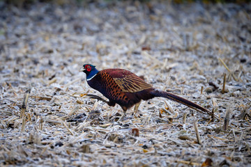 Pheasant