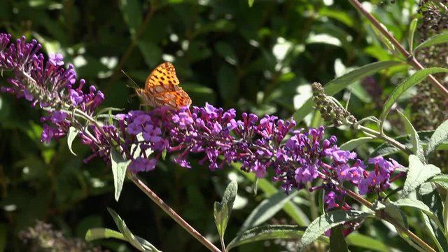 Mariposa   Issoria lathonia posada en   una flor del arbusto  Buddleja davidii de color  purpura rosa 