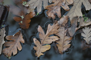Fallen oak leaves floating in the water