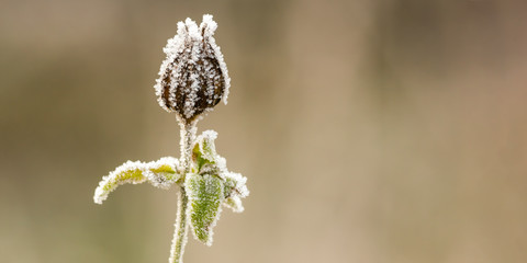 frozen branches and leaves in winter wonderland