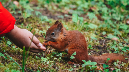 red squirrel eating nuts from hands in a park in summer