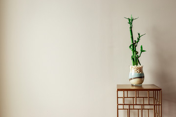 Wide Shot of a Green Baby Bamboo Plant Against a Grey Background