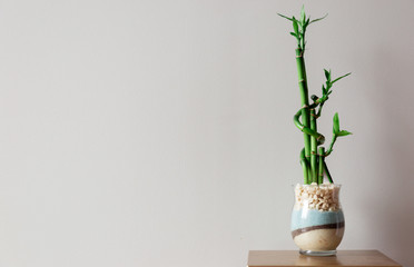 Wide Shot of a Green Baby Bamboo Plant Against a Grey Background