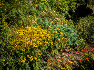 Black-eyed Susan flowers in an English country garden