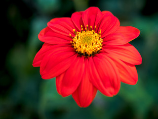 Red Zinnia in full bloom