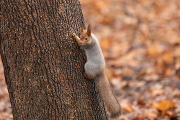 Fluffy squirrel climbs on a tree