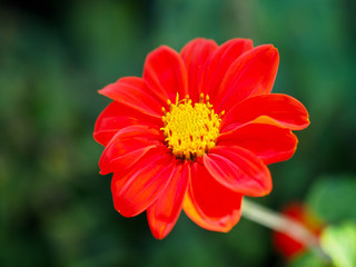 Red Zinnia in full bloom