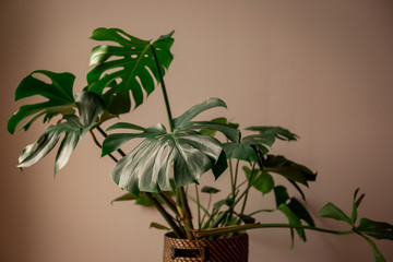 Wide Shot of a Green Monstera Plant Against a Grey Background