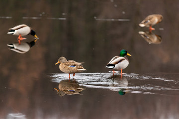 A group of ducks walking on a frozen lake with a reflection