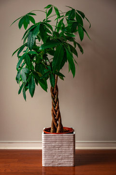 Portrait of a Money Tree against a Grey Background 