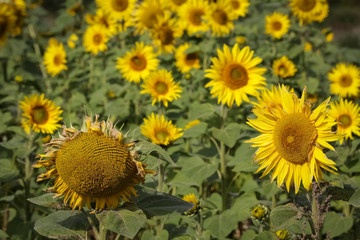Sunflower natural background. Closeup view of sunflowers in bloom. Sunflower texture and background for design. Organic and natural sunflowers.