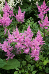 Pink Astilbe (Valerie) in full bloom