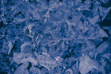 Classic Blue color. Color of the year 2020. Trendy color. New color of the year. Blue trendy color. Toned blue color. Nature leaves water drops blue color tone. Cold winter. Cold blue tone. Snowy tone