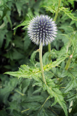 Globe thistle (Echinops) blue flower