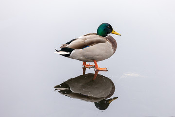 Duck close-up walking on a frozen lake with reflection