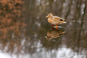 Duck close-up walking on a frozen lake with reflection