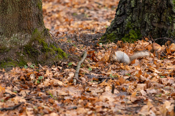 Squirrel in the autumn forest among the fallen leaves