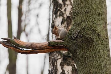 Fluffy squirrel sits on a tree and eats a nut