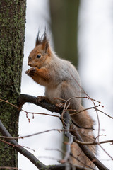 Fluffy squirrel sits on a tree and eats a nut