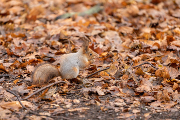 Squirrel closeup in the autumn forest among the fallen leaves eating a nut
