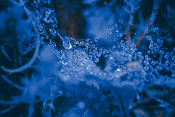 Classic Blue color. Color of the year 2020. Trendy color. New color of the year. Blue trendy color. Toned blue color. Nature leaves water drops blue color tone. Cold winter. Cold blue tone. Snowy tone