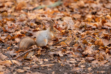 Squirrel closeup in the autumn forest among the fallen leaves eating a nut