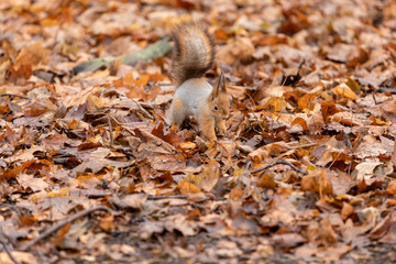 Squirrel closeup in the autumn forest among the fallen leaves eating a nut