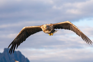 Adlerbeobachtungen während einer Adler Safari auf den Lofoten