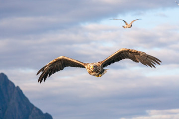 Adlerbeobachtungen während einer Adler Safari auf den Lofoten