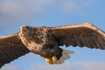 Adlerbeobachtungen während einer Adler Safari auf den Lofoten